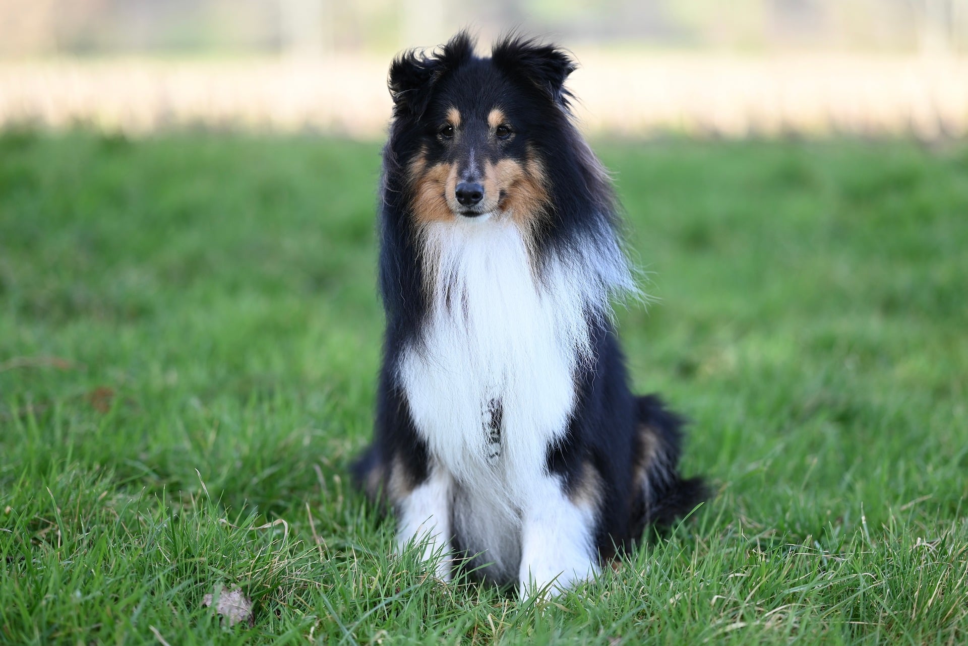 Services jaclou dl shetland shepherd ravenclaw 9720834 1920