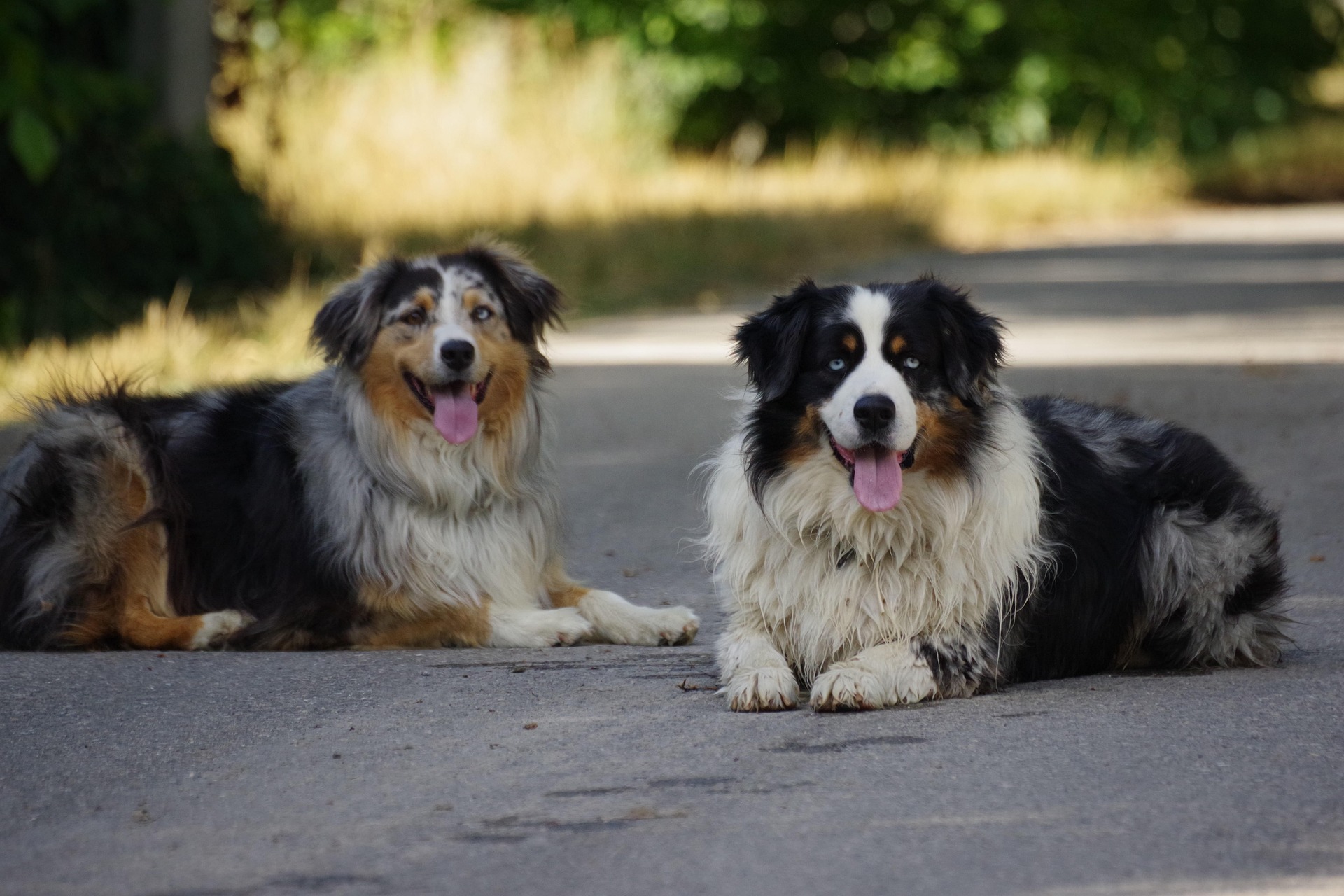 Services michaelcrofte dog 7727143 1920