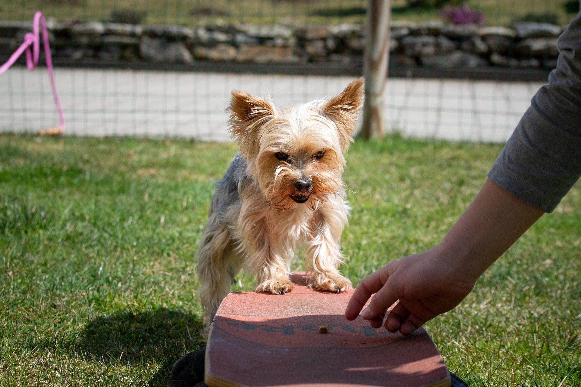 Home pezibear dog 5238562 1920